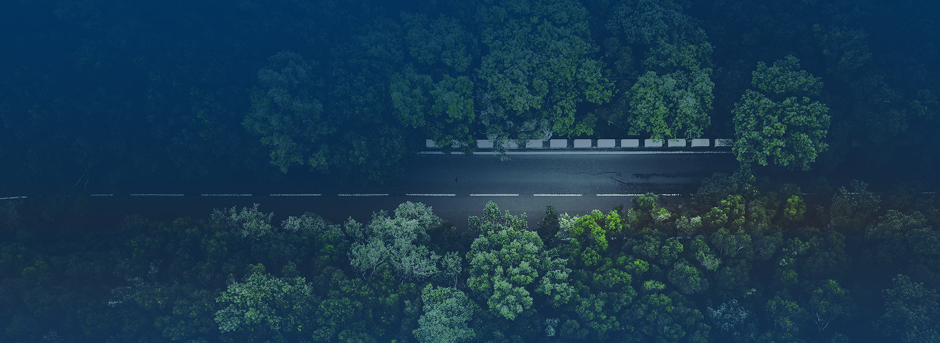 tło sekcji - droga i drzewa